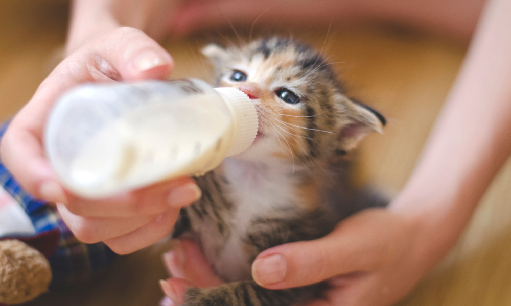 Feeding Kitten